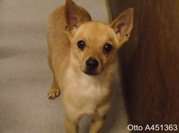 Pima Animal Care Center